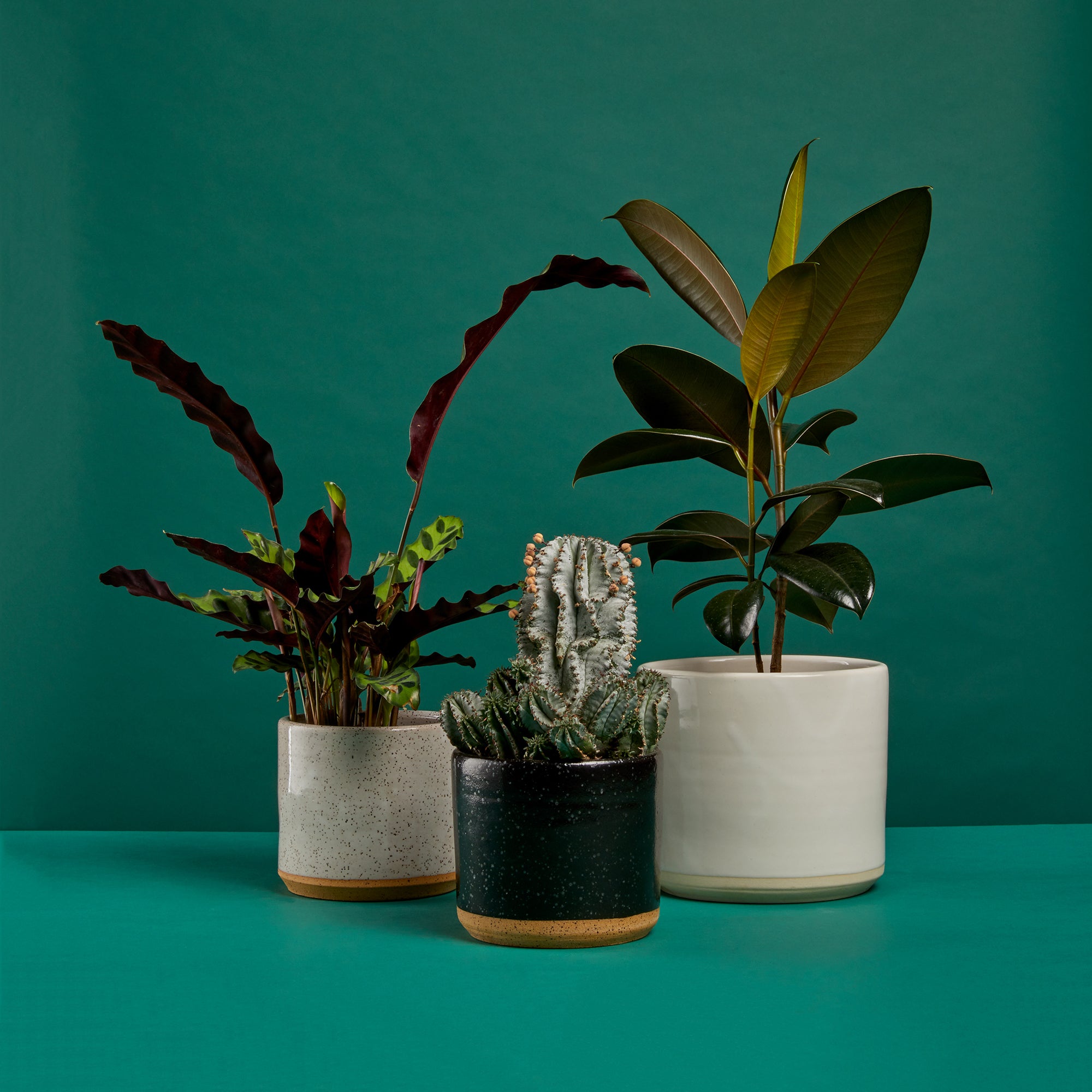 Planters behind green wallpaper