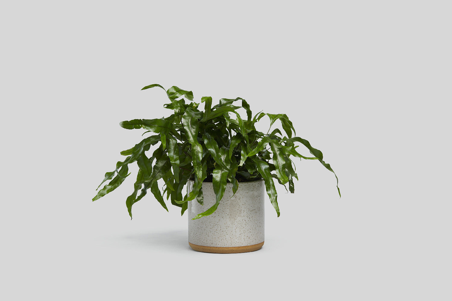 Norden 7" Planter (White Speckle)